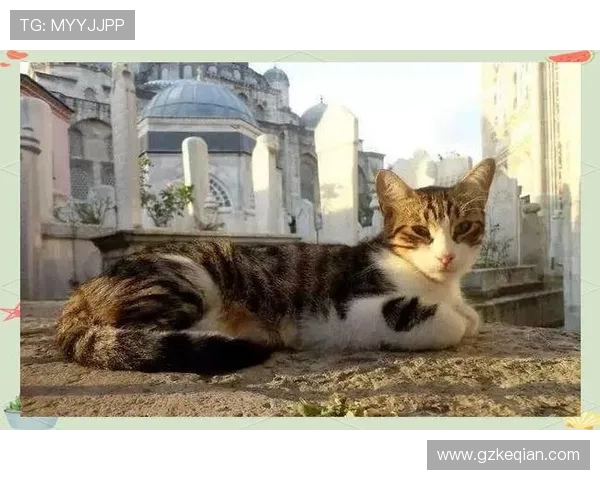 我保证你没见过！大猫传奇里那4个最奇葩的设定，颠覆你的三观！