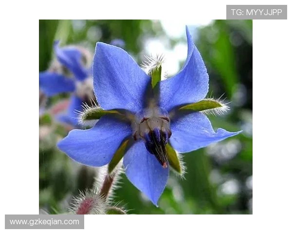 爱上玻璃苣女孩：一次关于脆弱与坚韧的浪漫邂逅