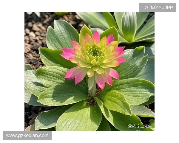 三角草的春天：悄然绽放的生命力量